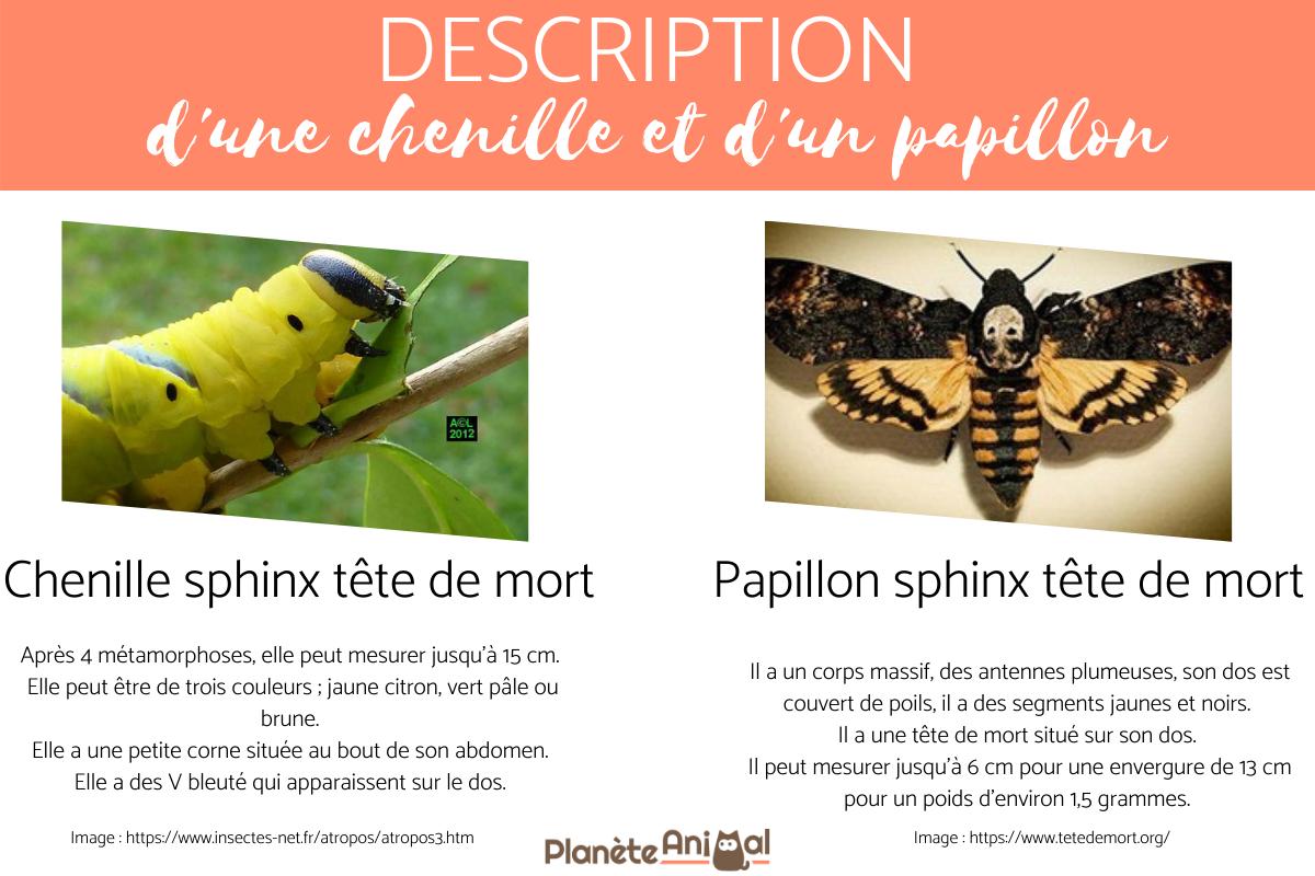 La chenille sphinx tête de mort estelle DANGEREUSE — free download