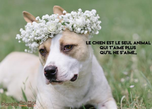 Citation sur les chiens - Amour, drôle, amitié, Instagram - Citation de chien pour Instagram