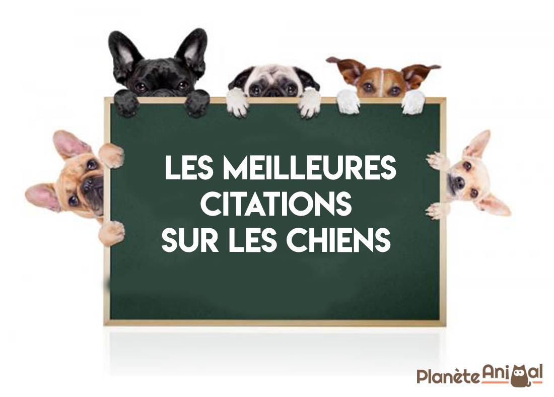 Mes citations favorites – LittlePrettyBooks – Blog Littéraire, image size:1100x788