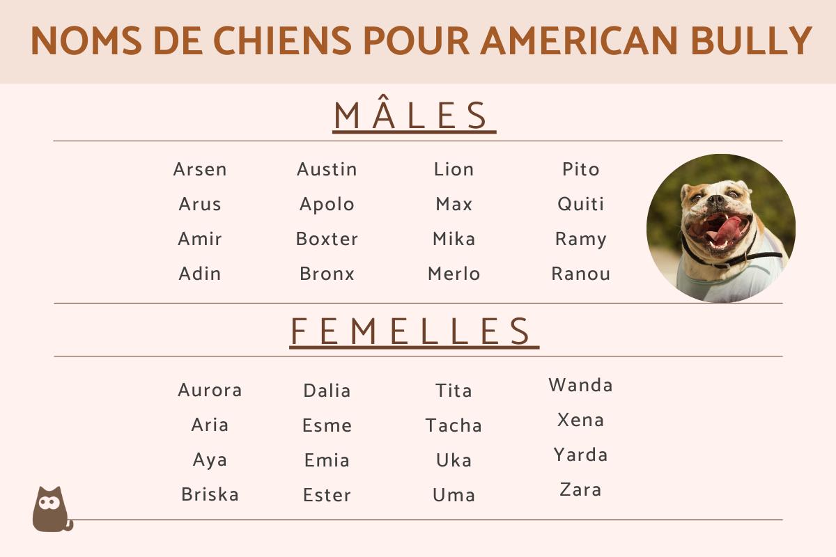 Des noms de chiens pour votre American bully