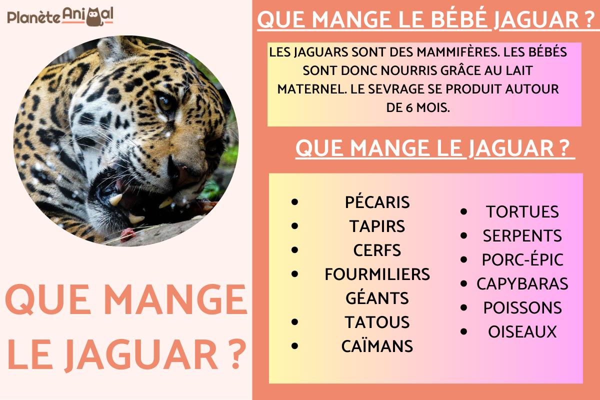 Que mange le jaguar ?