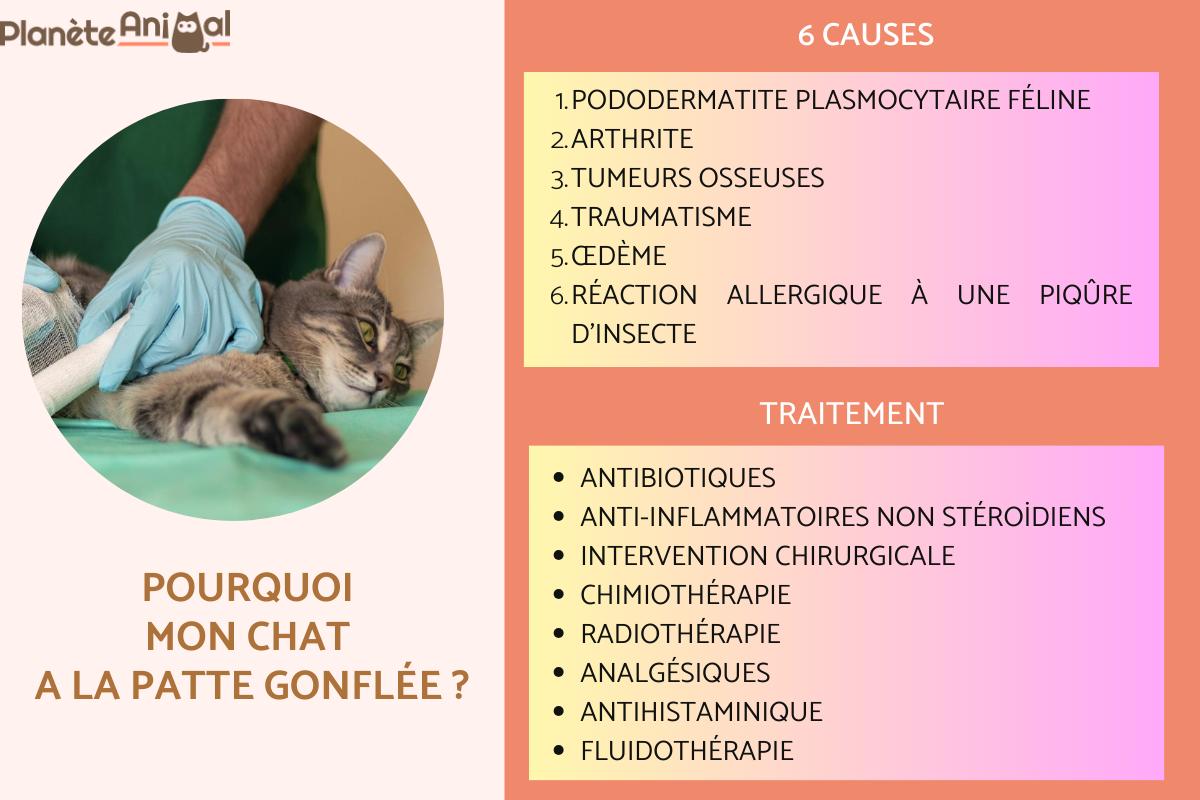 Mon chat a la patte gonflée - Causes et que faire