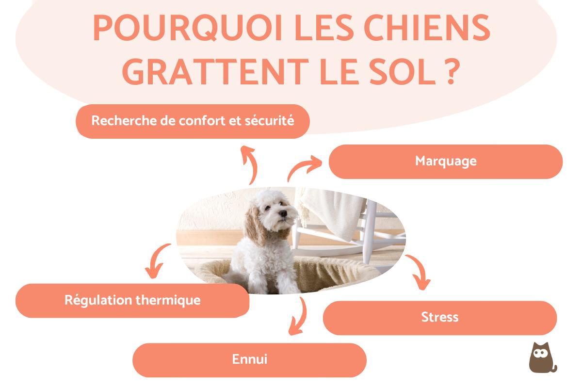 Pourquoi les chiens grattent avant de se coucher ?