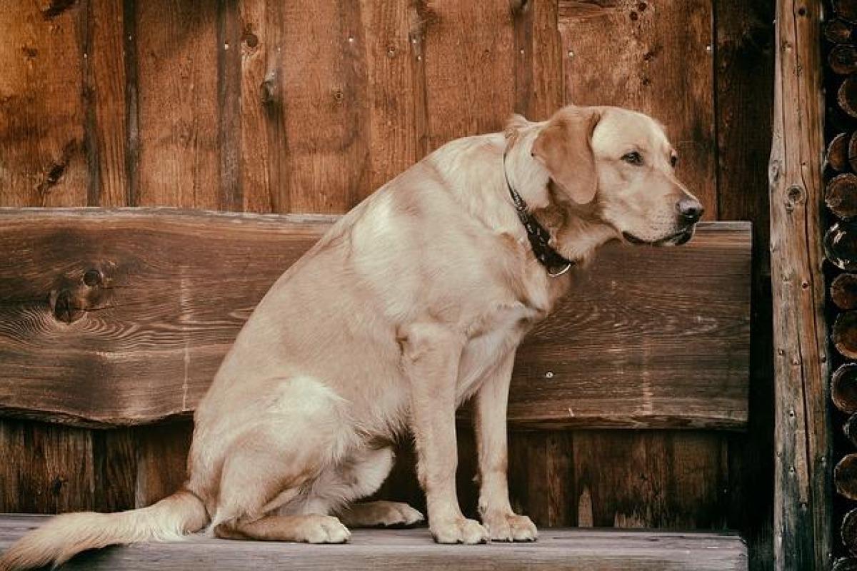 MON CHIEN NE VEUT PLUS SORTIR dans la rue Pourquoi et que faire