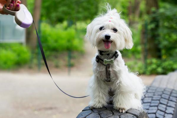 Les races de chiens qui ne perdent pas leurs poils