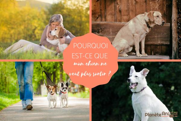 Mon chien ne veut plus sortir dans la rue