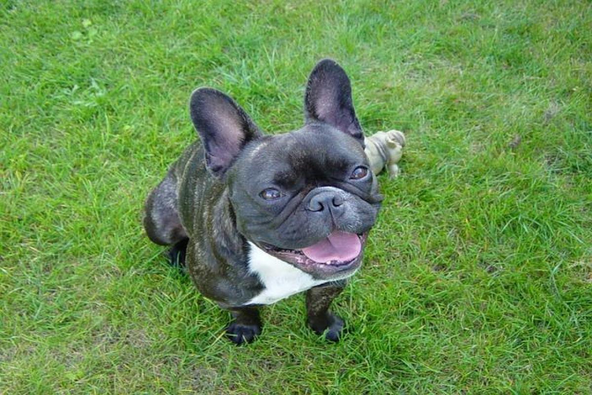 MON CHIEN NE VEUT PLUS SORTIR dans la rue Pourquoi et que faire
