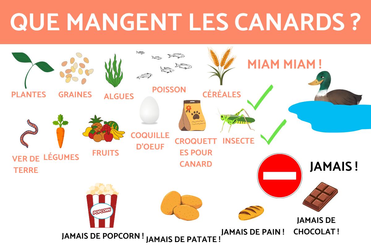 Que mangent les canards ? - Alimentation des canards
