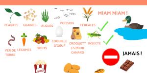 Que mangent les canards ? - Alimentation des canards