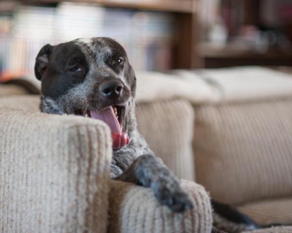 Pourquoi mon chien bâille quand je le gronde ?