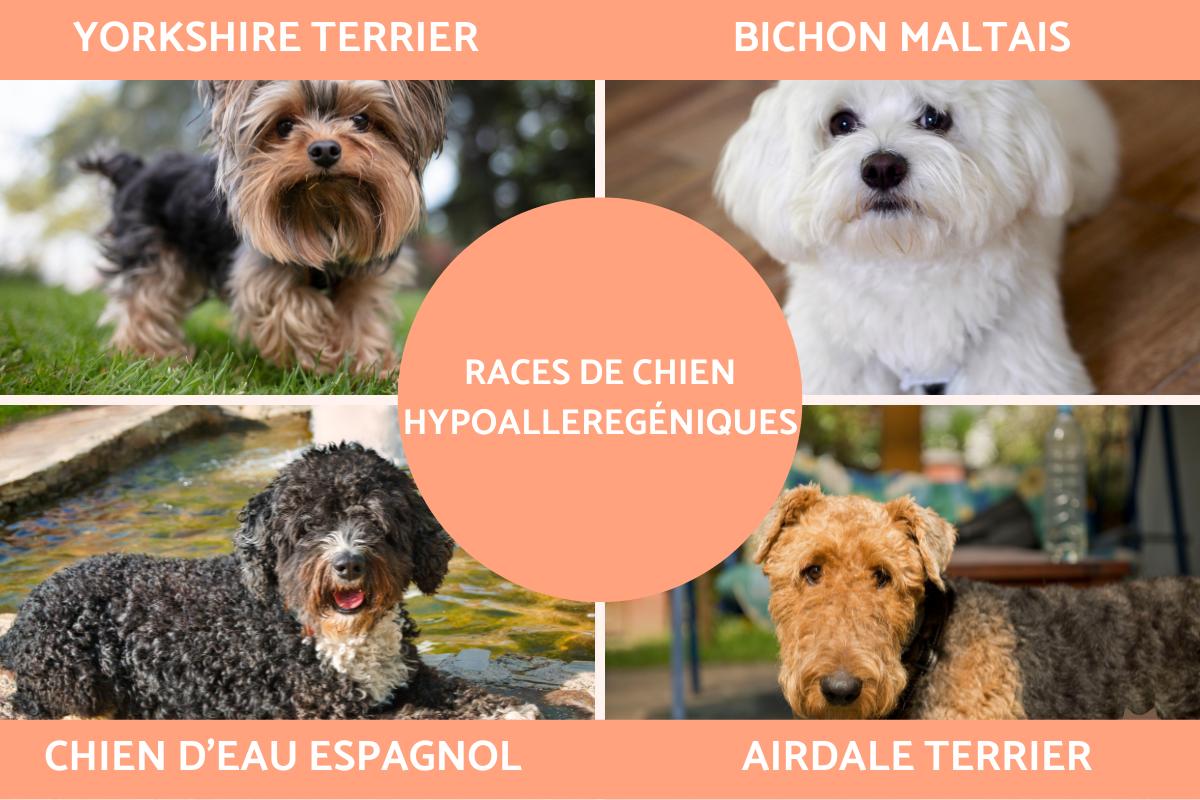 Races de chiens hypoallergéniques
