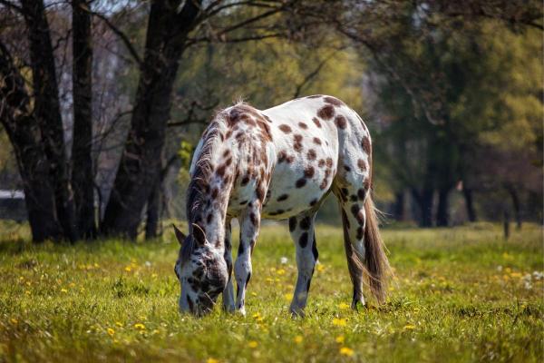 Chevaux américains - Races et caractéristiques - Appaloosa