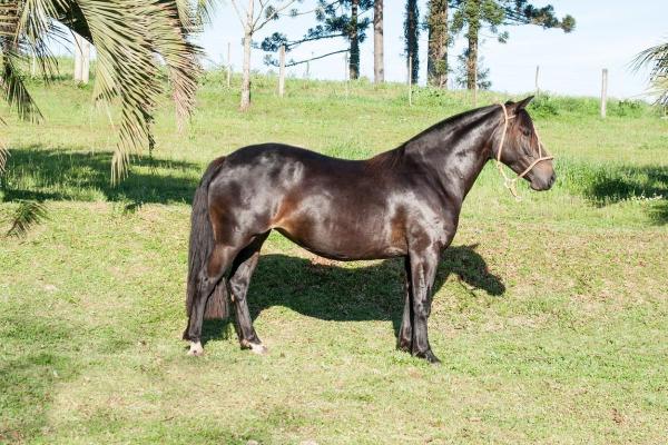 Chevaux américains - Races et caractéristiques - Criollo