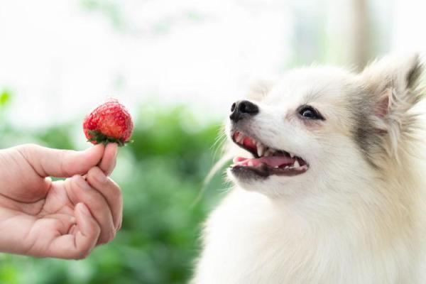 Le chien est carnivore ou omnivore ? - Épigénétique nutritionnelle