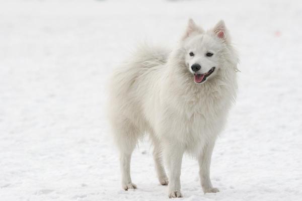 Race de chien J - Japanese spitz