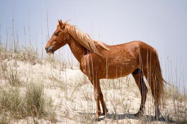 Chevaux américains - Races et caractéristiques - Mustang espagnol