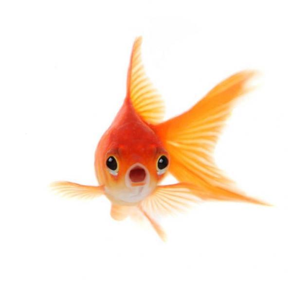 + de 300 PRÉNOMS pour POISSON Poisson ROUGE et COMBATTANT