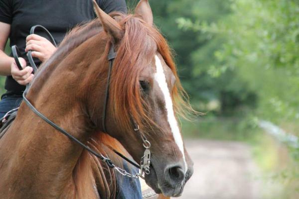 Chevaux américains - Races et caractéristiques - Paso péruvien