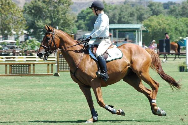 Chevaux américains - Races et caractéristiques - Polo argentin