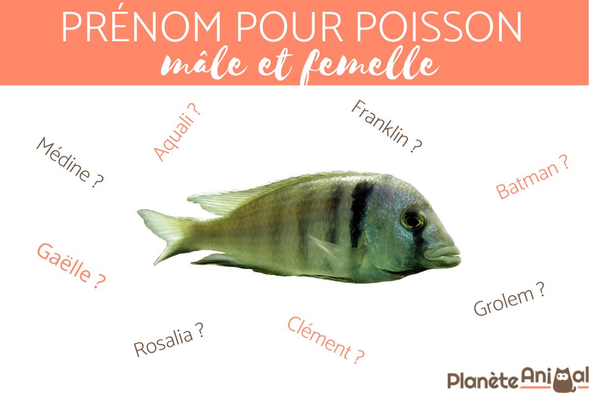 Prénom pour poisson - mâle et femelle