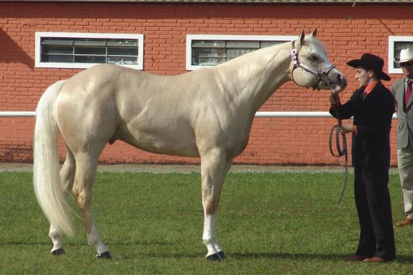Chevaux américains - Races et caractéristiques - Quarter Horse