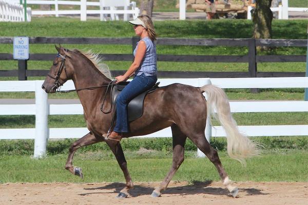 Chevaux américains - Races et caractéristiques - Rocky Mountain Horse