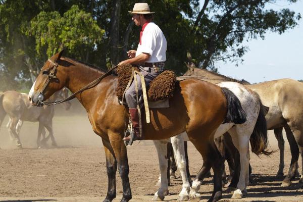 Chevaux américains - Races et caractéristiques - Selle argentin
