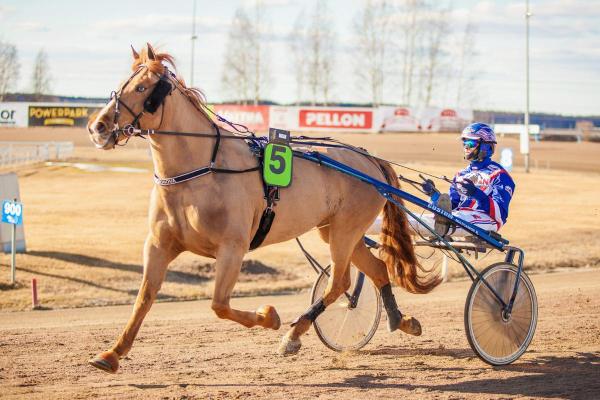 Chevaux américains - Races et caractéristiques - Standardbred