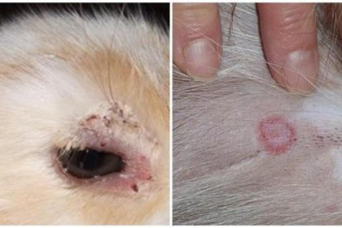Mon Lapin Perd Ses Poils Et On Voit Sa Peau