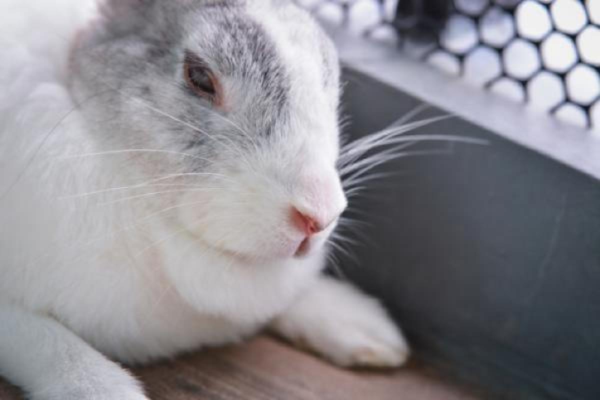 Mon Lapin Perd Ses Poils Et On Voit Sa Peau