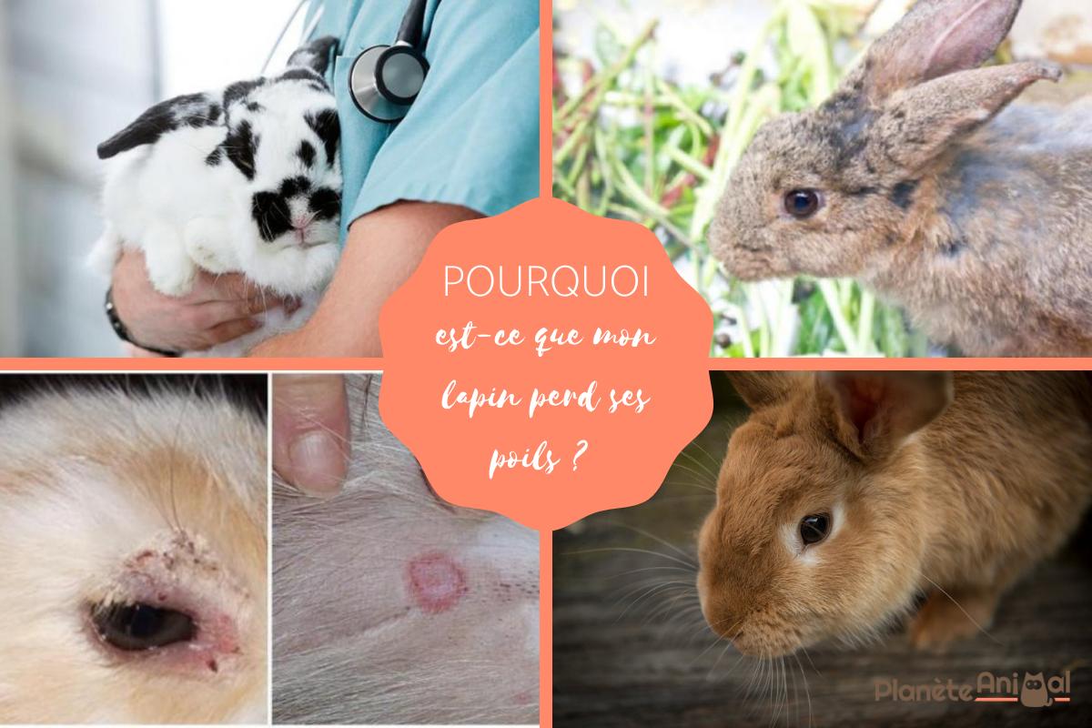 Mon lapin perd ses poils et on voit sa peau - Causes et que faire