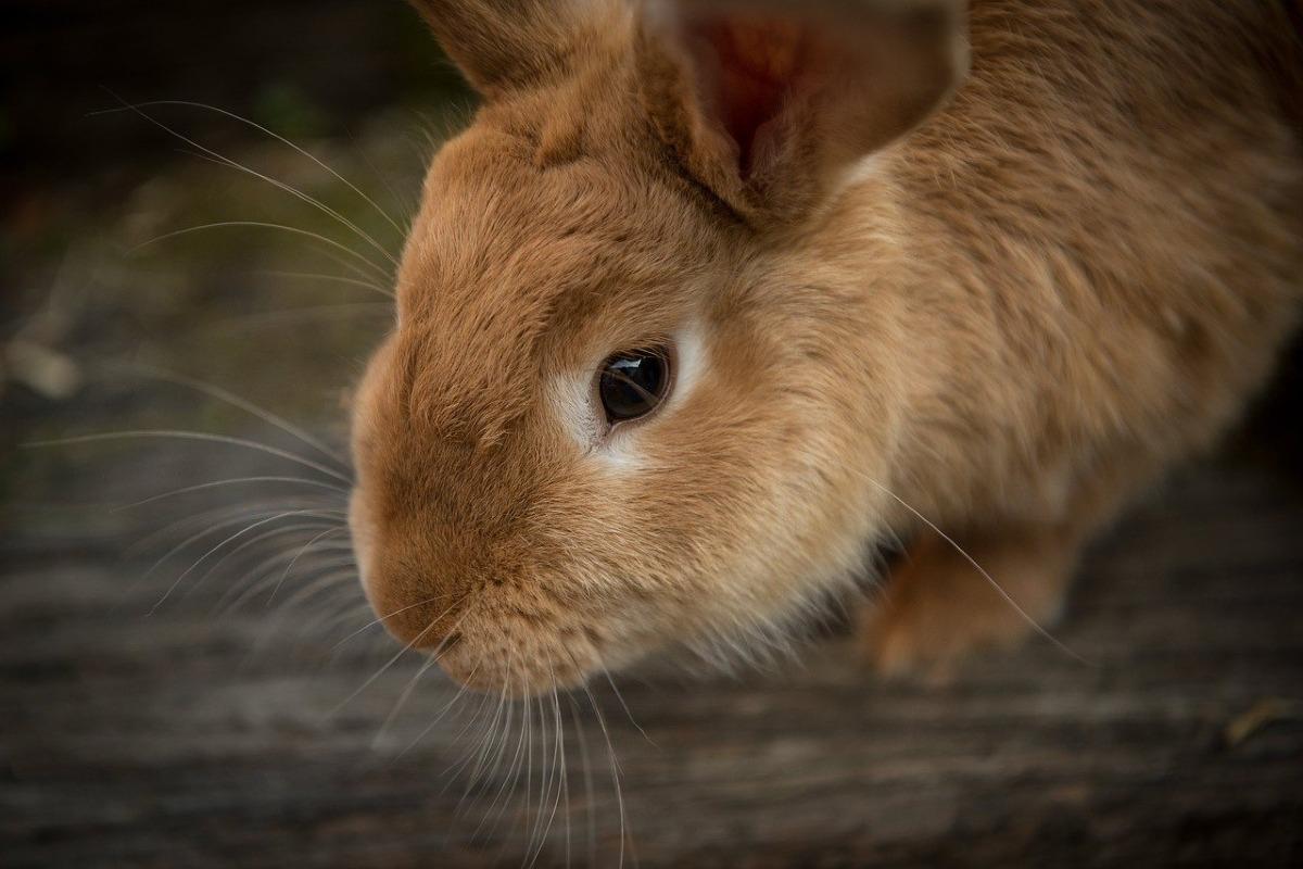 Mon Lapin Perd Ses Poils Et On Voit Sa Peau