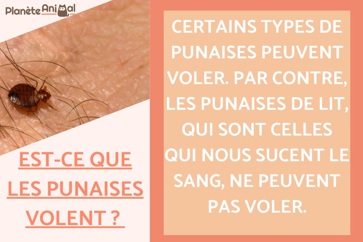 Est-ce que les punaises volent ?