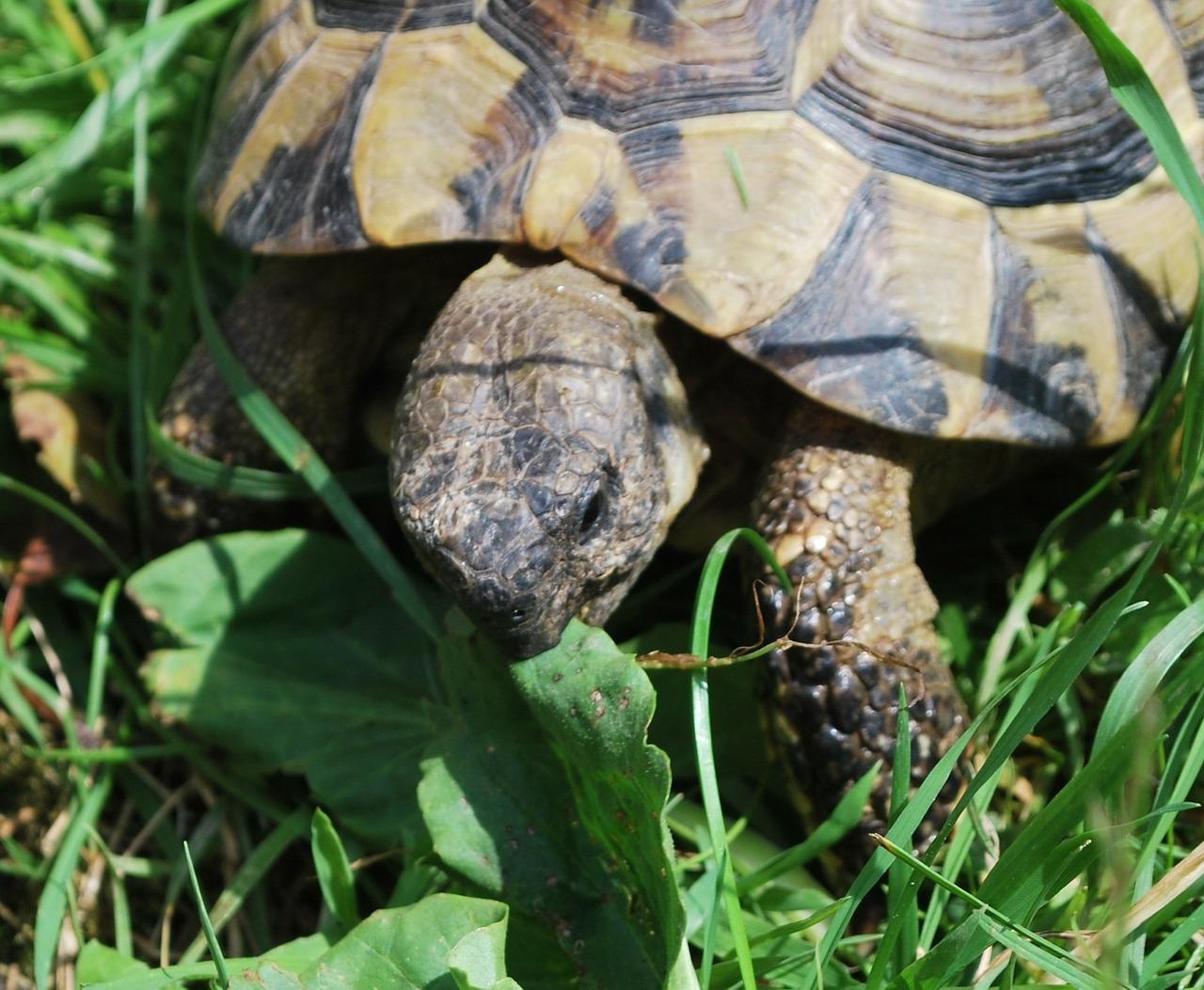 Que mange une tortue de terre ? 🐢 Alimentation de la tortue terrestre