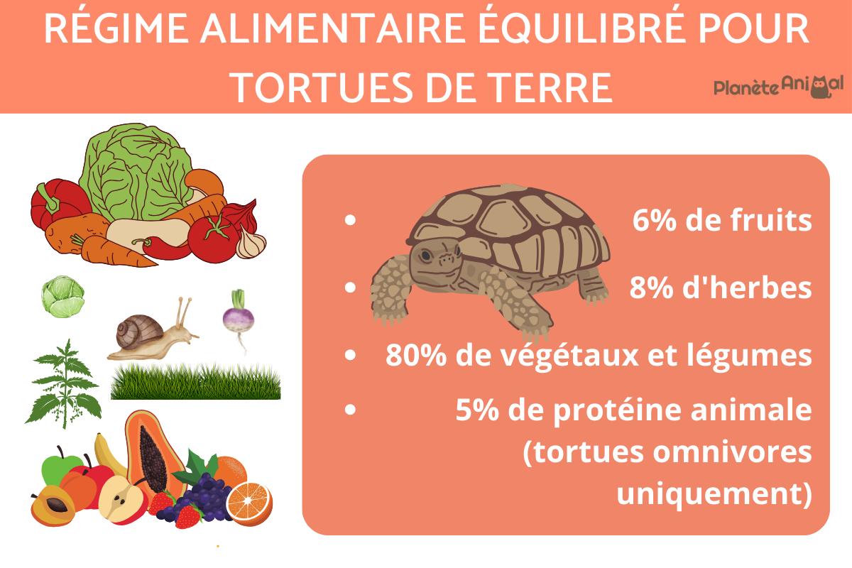 Que mange une tortue de terre ? 🐢