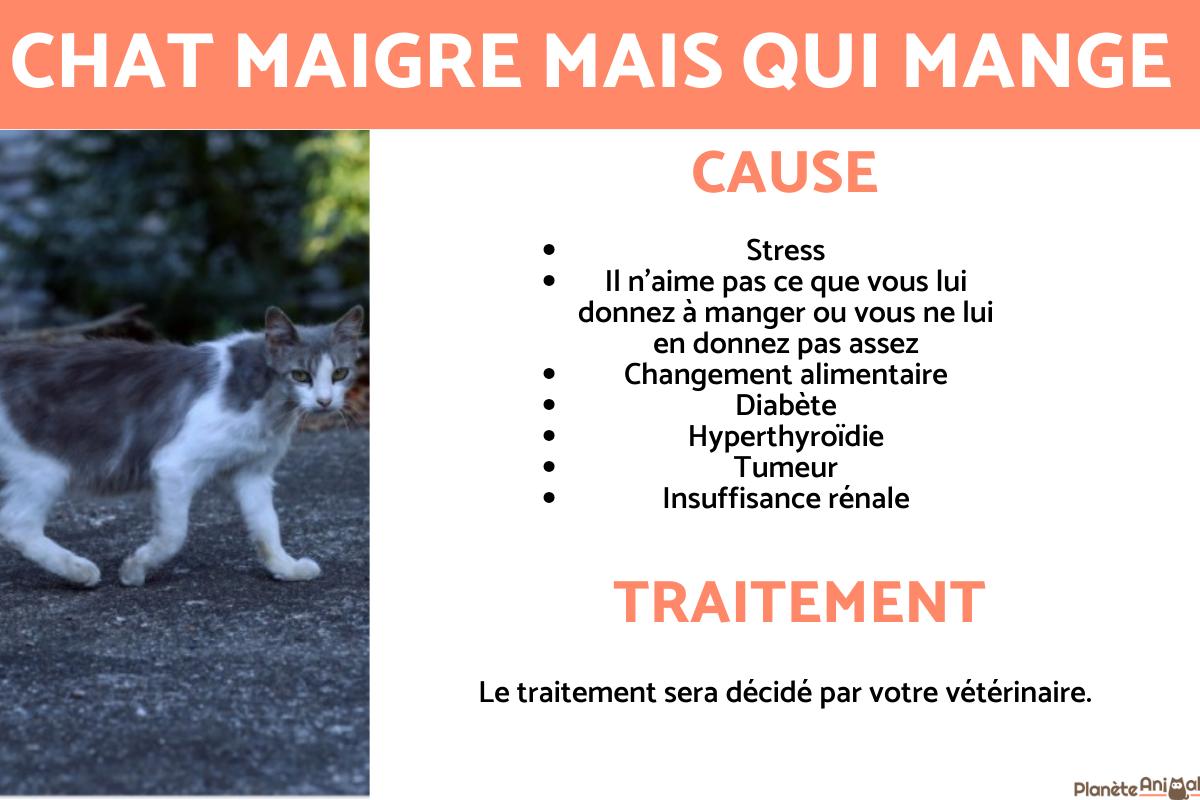 Chat maigre mais qui mange - Raisons et traitement