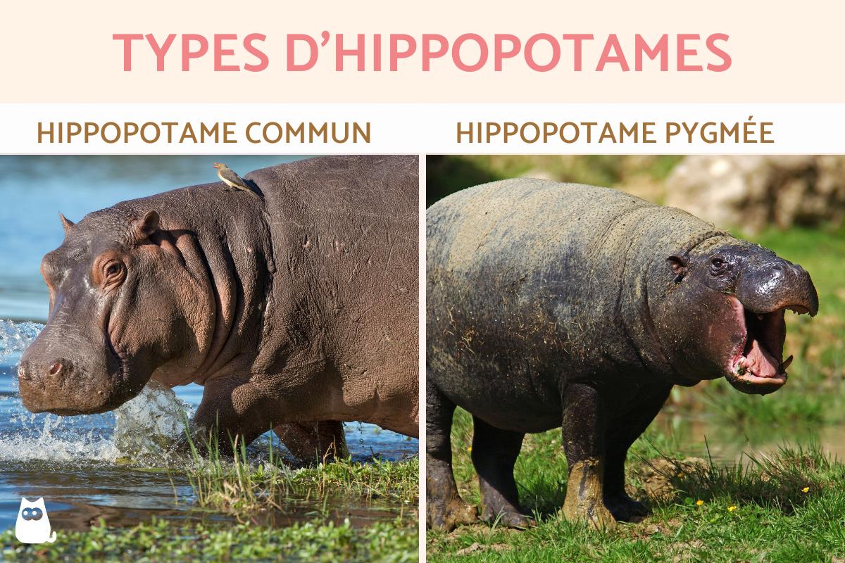 Types d'hippopotames et leurs caractéristiques