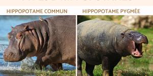Types d'hippopotames et leurs caractéristiques