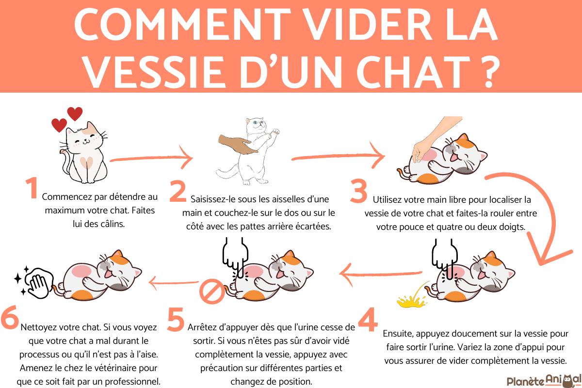 Comment vider la vessie d'un chat ?