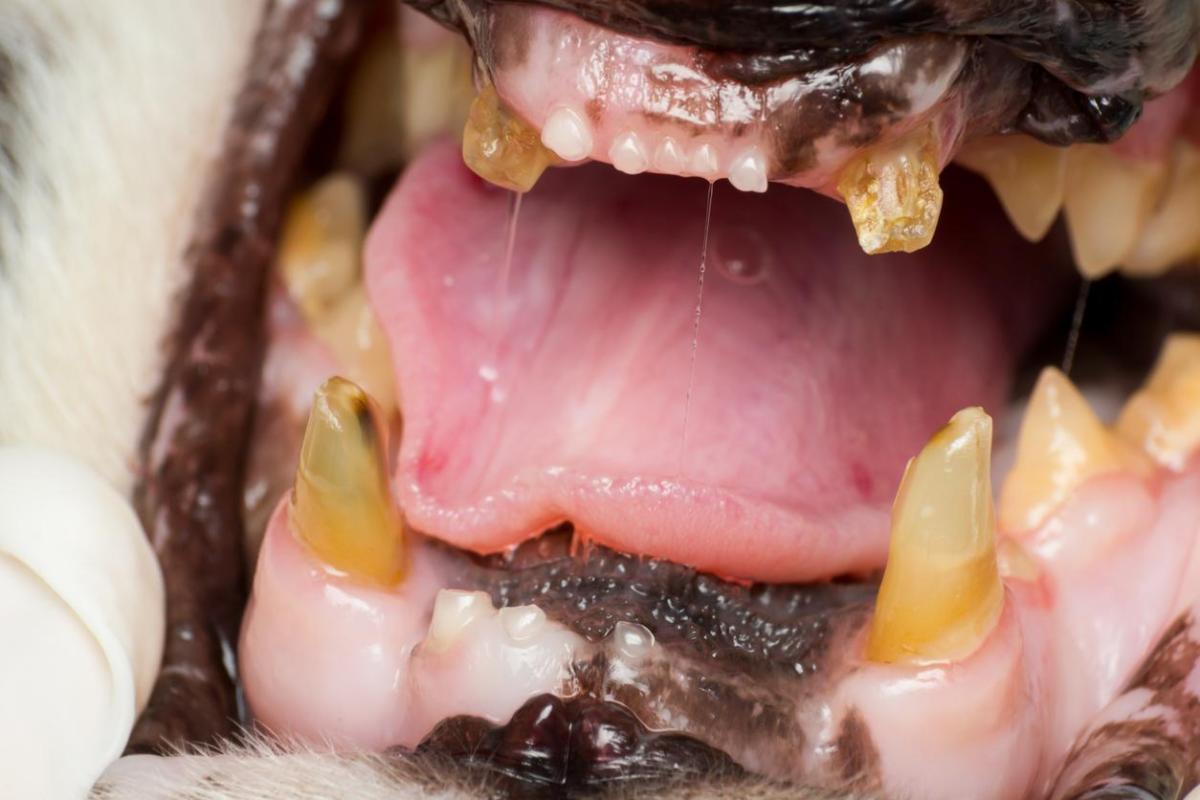 Mon chat a les dents jaunes - Causes et que faire