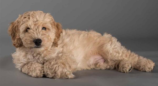 Chien bizarre - Races avec photos -