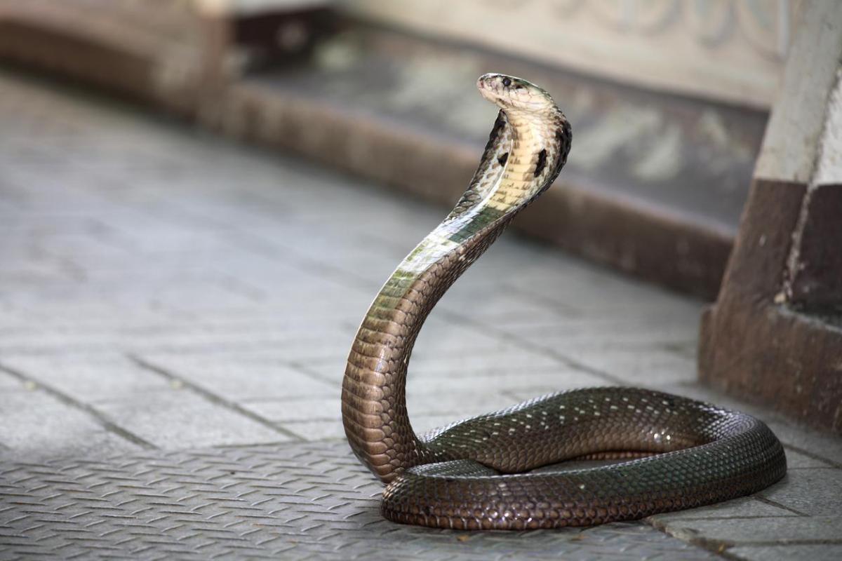 Animaux les plus dangereux d'Asie