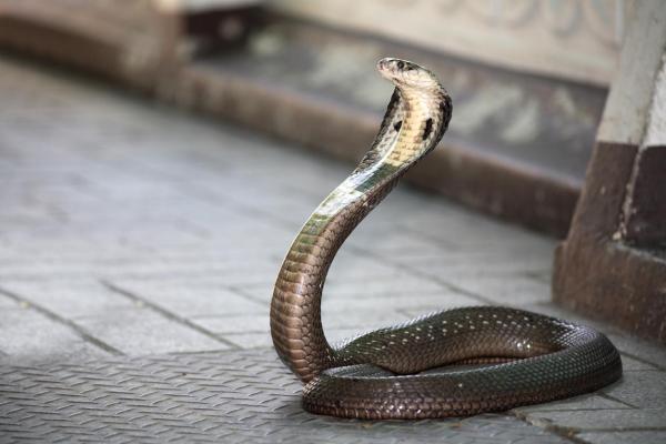 Animaux les plus dangereux d'Asie