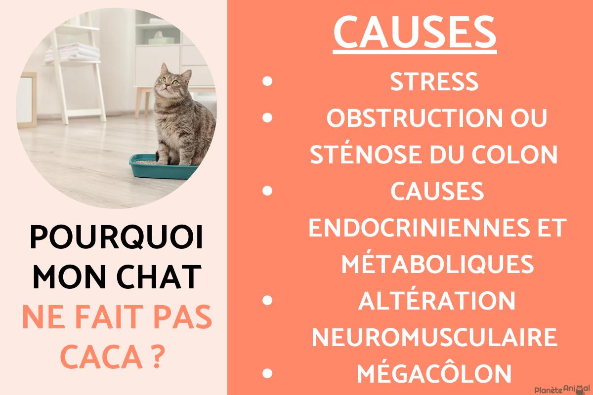 Mon chat ne fait pas caca - Causes et que faire