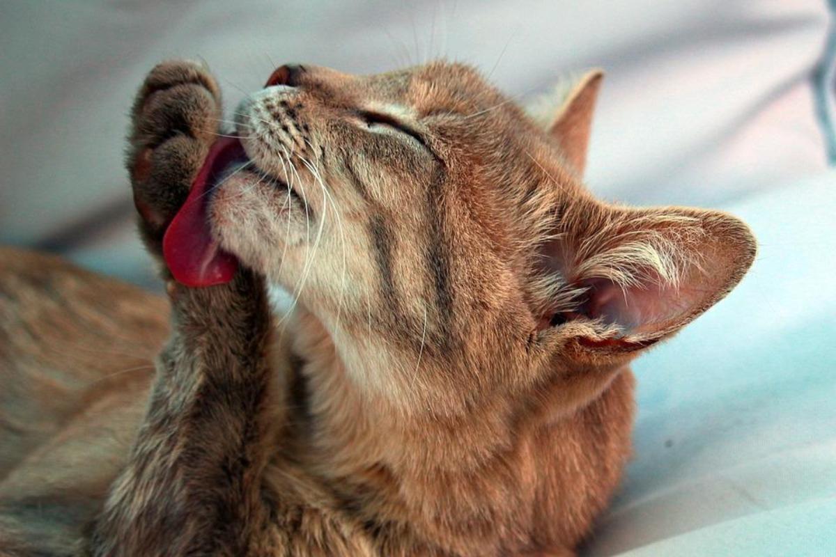 Mon chat ne fait pas caca Causes et que faire