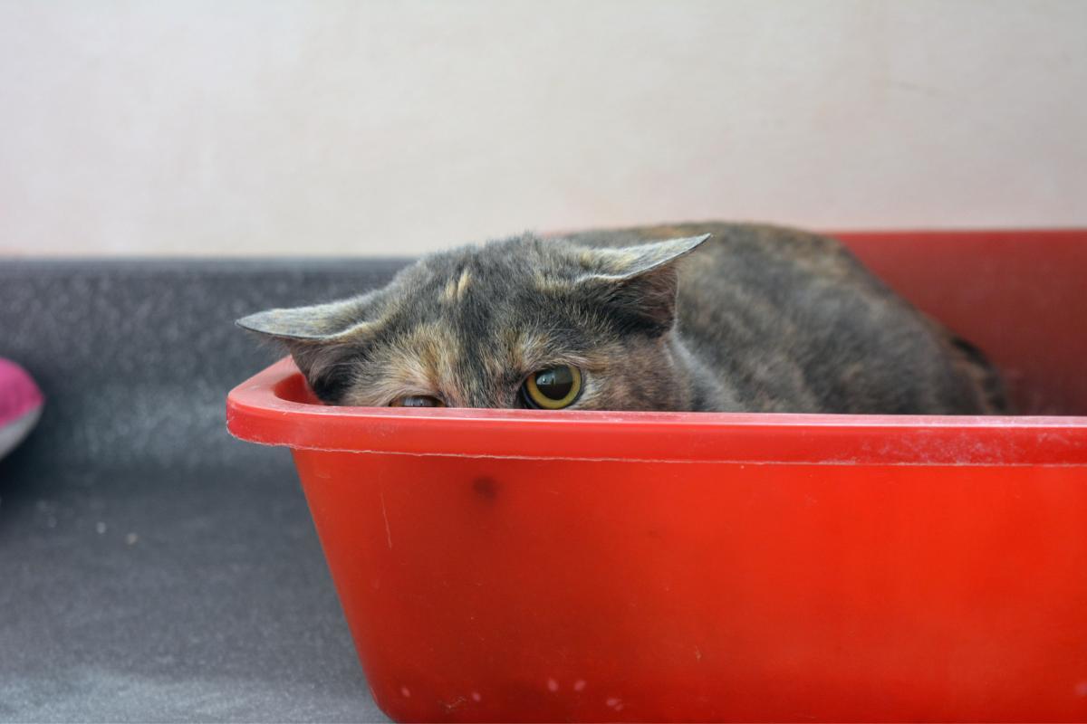 Mon chat ne fait pas caca Causes et que faire