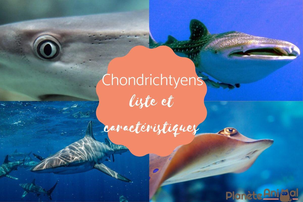 Chondrichtyens - Caractéristiques, reproduction et liste