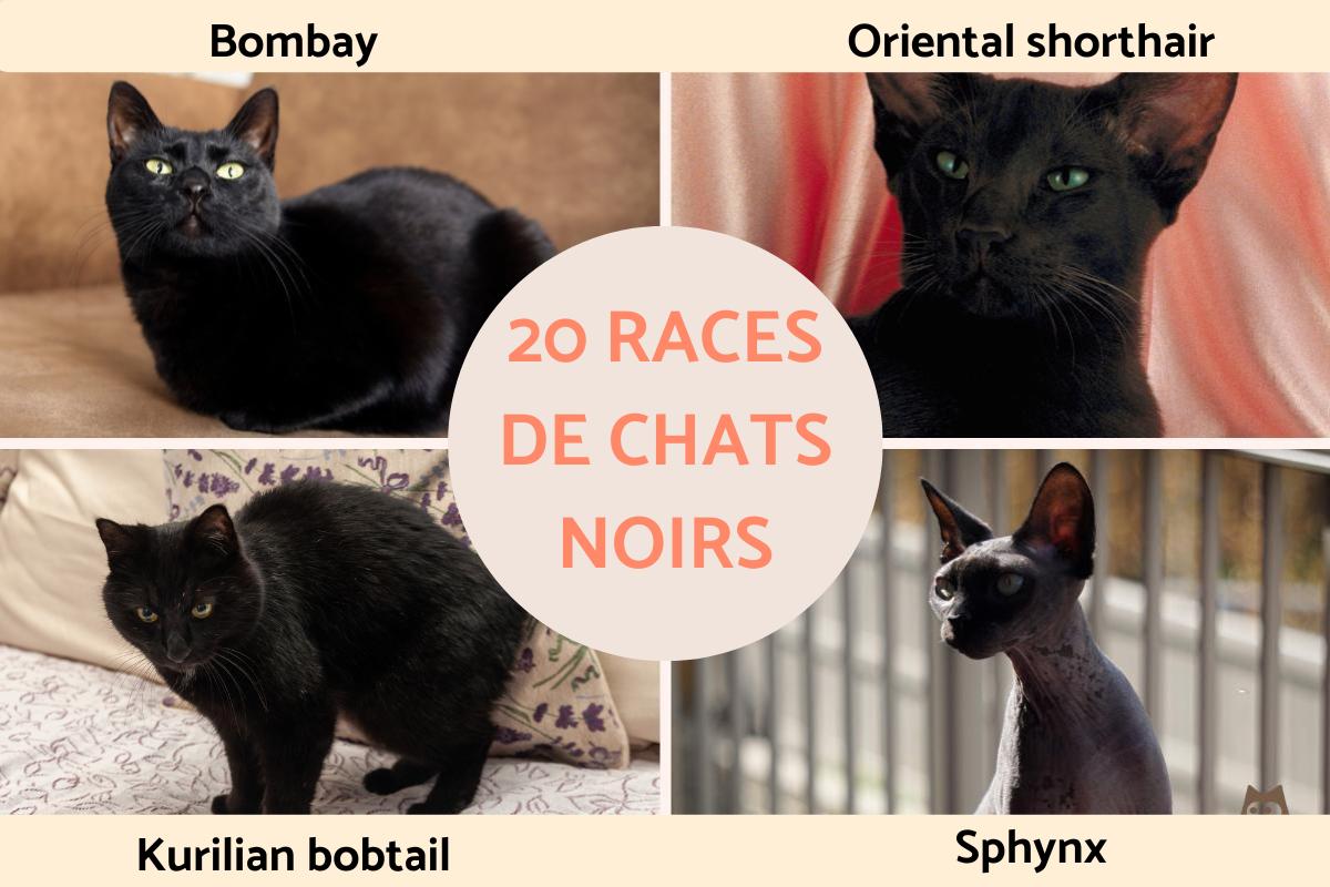 Races De Chats Noirs