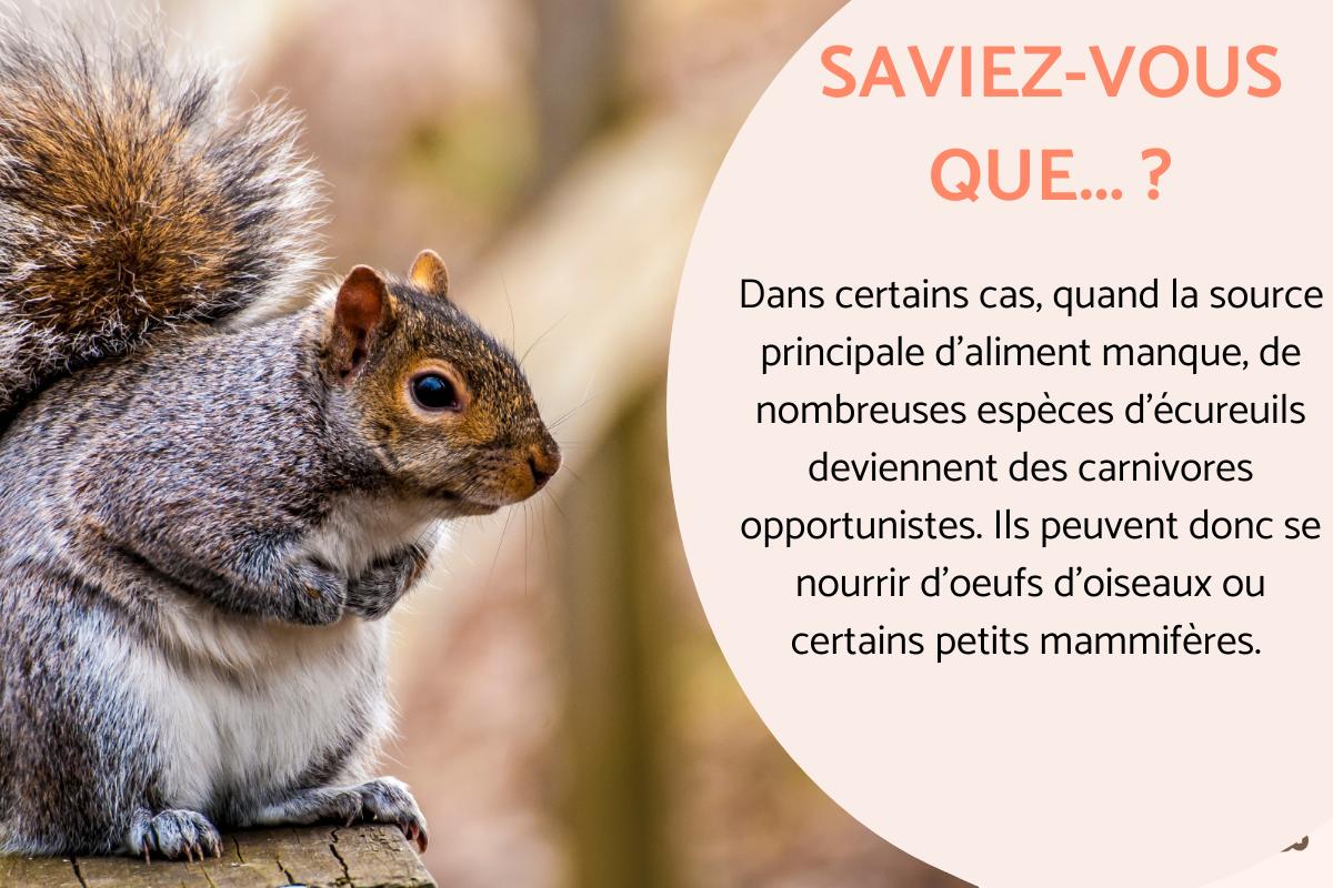 Exposé sur l'écureuil