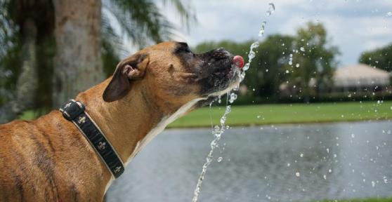 Mon chien boit beaucoup - Causes et solutions